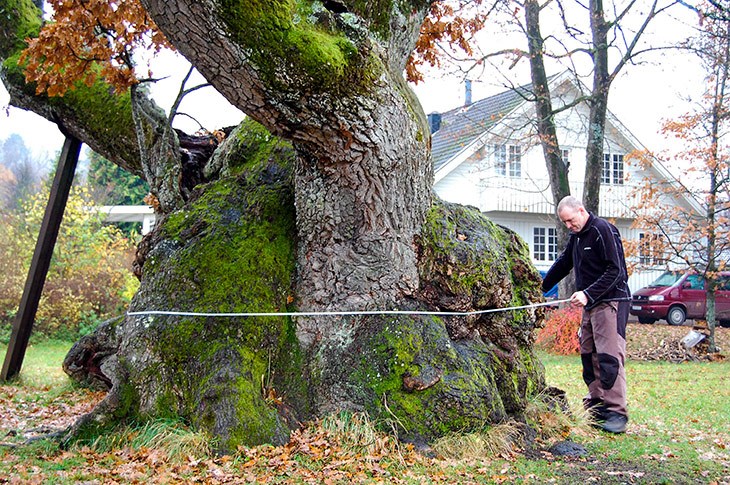 Omkretsen av Tordenskioldeika i Horten måles opp.