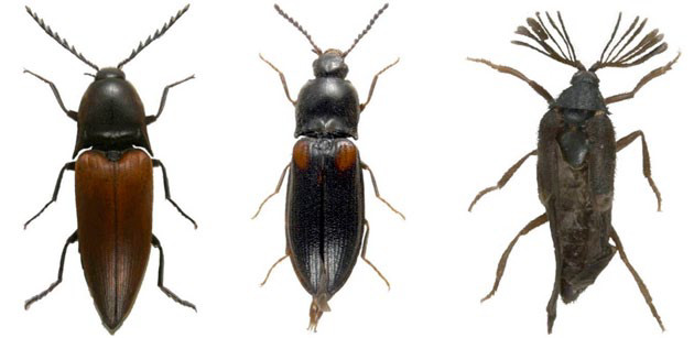 Insekter fra hule eiker. Foto: Oddvar Hanssen