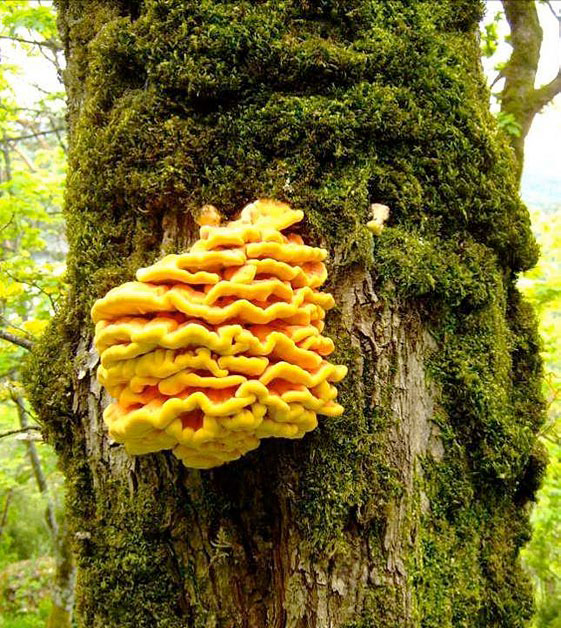 Svovelkjuke er en viktig vednedbryter på eik. Den gir opphav til en rødbrun, morken vedtype som er et viktig levested for en rekke insekter. Fra Vemannsås, Larvik kommune.