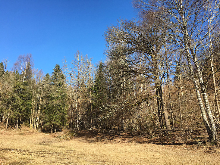 Hule eiker i randsonen av skog har fått økt beskyttelse.