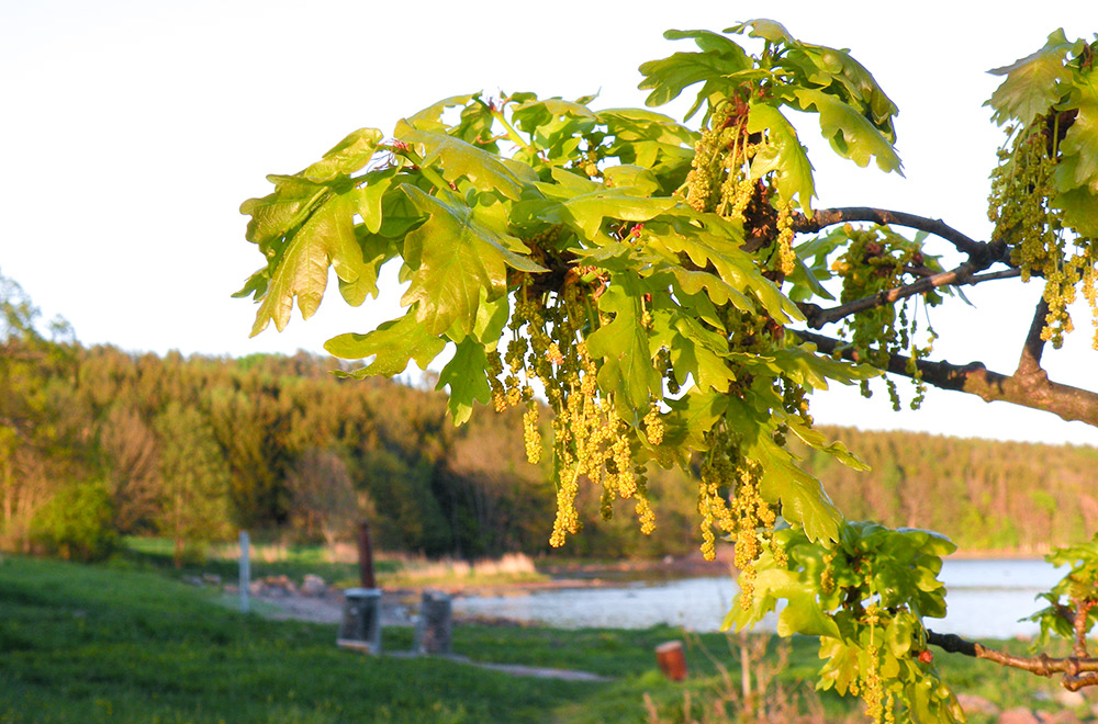 Eikeblader om våren ved Stranda i Melsomvik, Sandefjord kommune