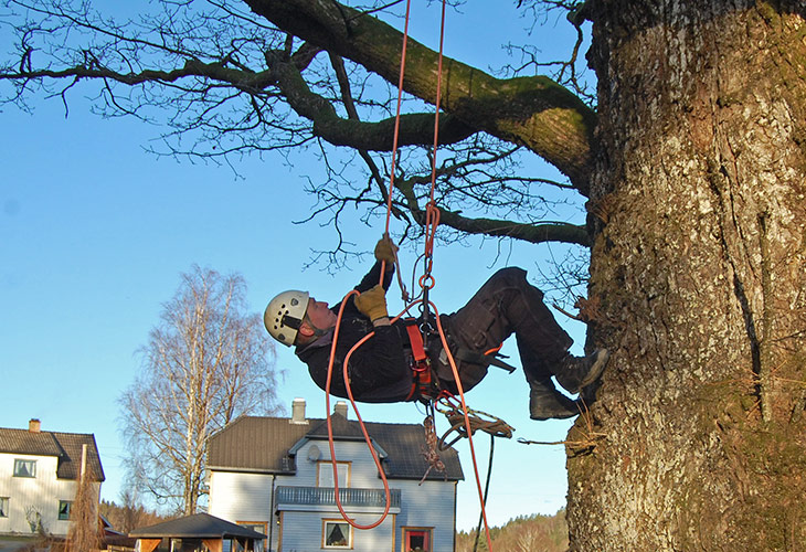 Beskjæring av store eiketrær krever bistand fra profesjonelle trepleiere.