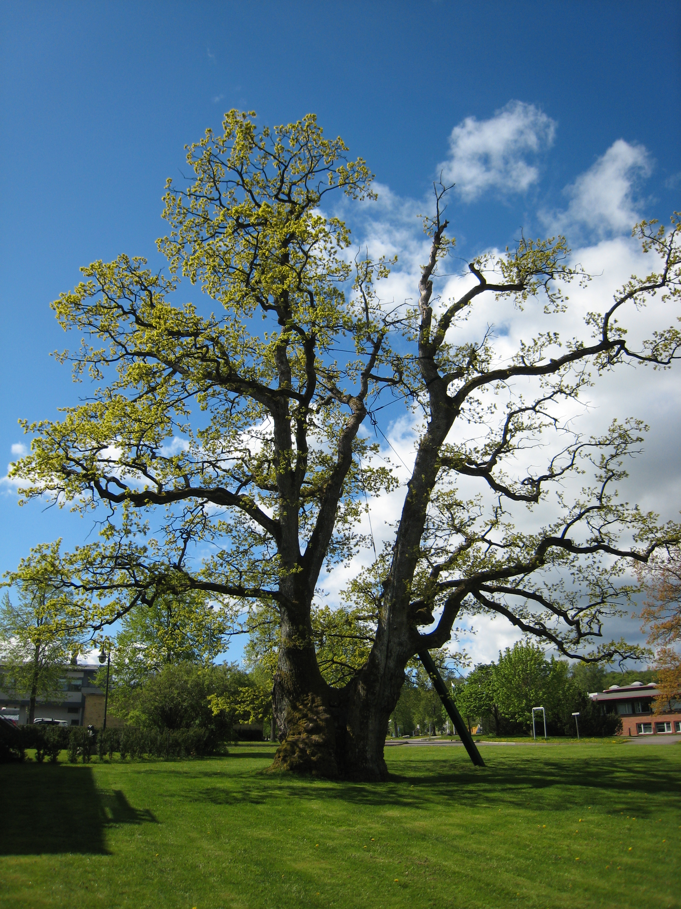 Spjelking av en stor grein på en gammel eik i Gannestad