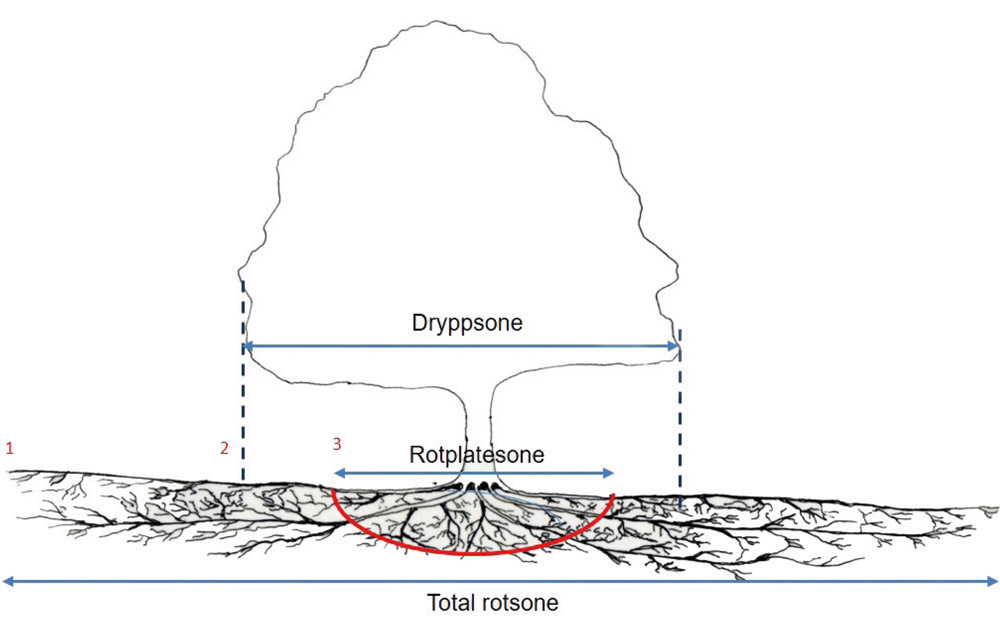 llustrasjon som viser rotsone (1), dryppsone (kronens omfang - 2) og anslått rotplatesone (rød avgrensning - 3). Inngrep innenfor dryppsonen kan føre til skader på treets røtter. Generelt bør større tiltak unngås innenfor hele rotsonen (Biofokus).